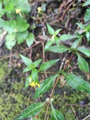 Lysimachia melampyroides