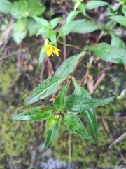 Lysimachia melampyroides
