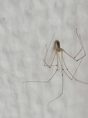 Pholcus phalangioides