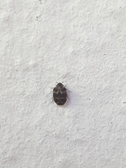 Anthrenus fuscus