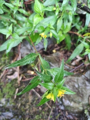 Lysimachia melampyroides