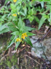Lysimachia melampyroides
