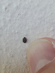Anthrenus fuscus