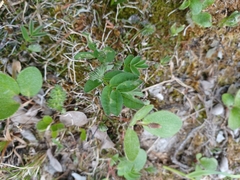 Astragalus umbellatus
