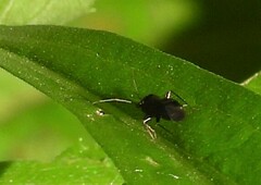 Slaterocoris