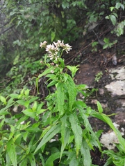 Eupatorium fortunei
