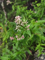 Eupatorium fortunei