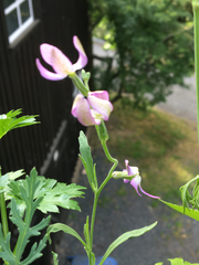 Matthiola longipetala