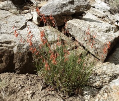 Penstemon eatonii