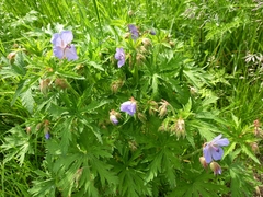 Geranium pratense