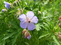 Geranium pratense