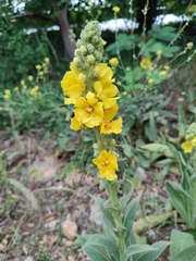 Verbascum densiflorum