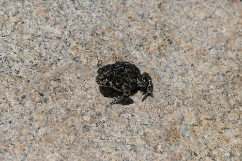 iNaturalist observation photo of Yosemite Toad