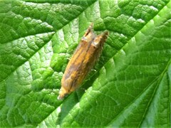 Lathronympha strigana