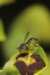 Empis nigritarsis