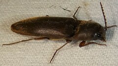 Diplostethus carolinensis