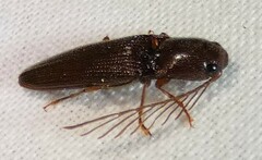 Dicrepidius palmatus