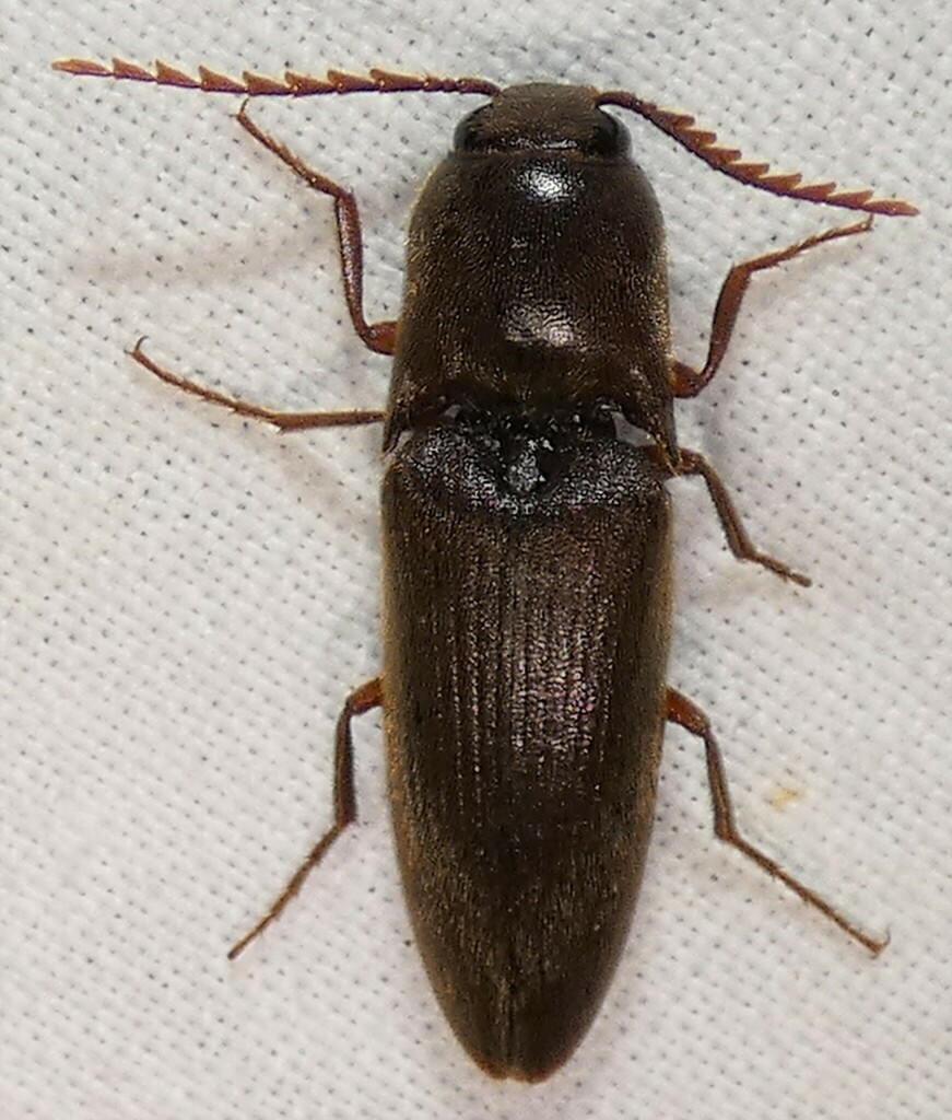 Diplostethus carolinensis