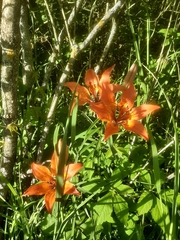 Lilium bulbiferum
