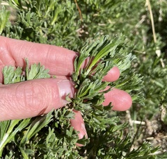 Artemisia rothrockii