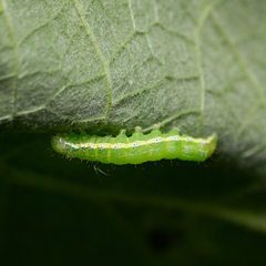 Cosmia trapezina