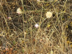 Centaurea alba