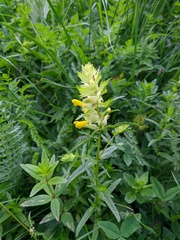Rhinanthus serotinus aestivalis