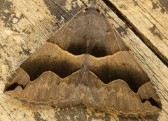 Gondysia smithii