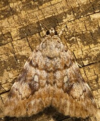 Catocala amica-lineella