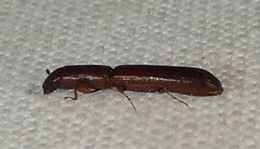 Nematidium filiforme