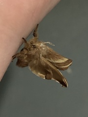 Malacosoma americana