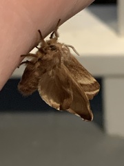 Malacosoma americana