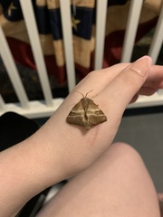 Malacosoma americana