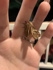 Malacosoma americana