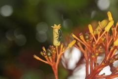 Pseudaugochlora graminea