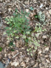 Ligusticum canadense