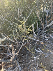 Crassula muscosa