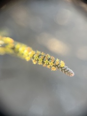 Crassula muscosa