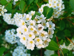 Anthrenus scrophulariae