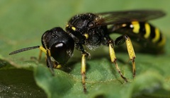 Ectemnius cephalotes