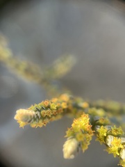 Crassula muscosa