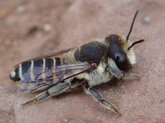 Megachile canariensis