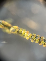 Crassula muscosa