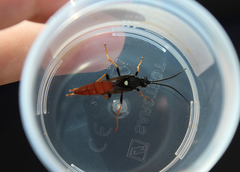 Amblyjoppa fuscipennis