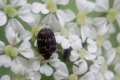 Anthrenus fuscus