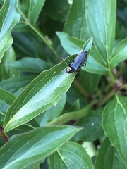 Cantharis fusca