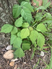 Toxicodendron radicans