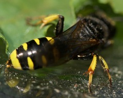 Ectemnius cephalotes