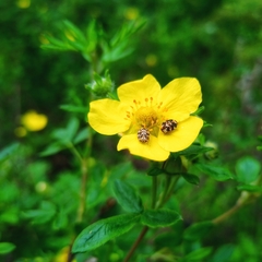 Anthrenus scrophulariae