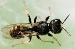 Ectemnius cephalotes